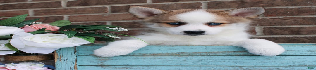 Archer
