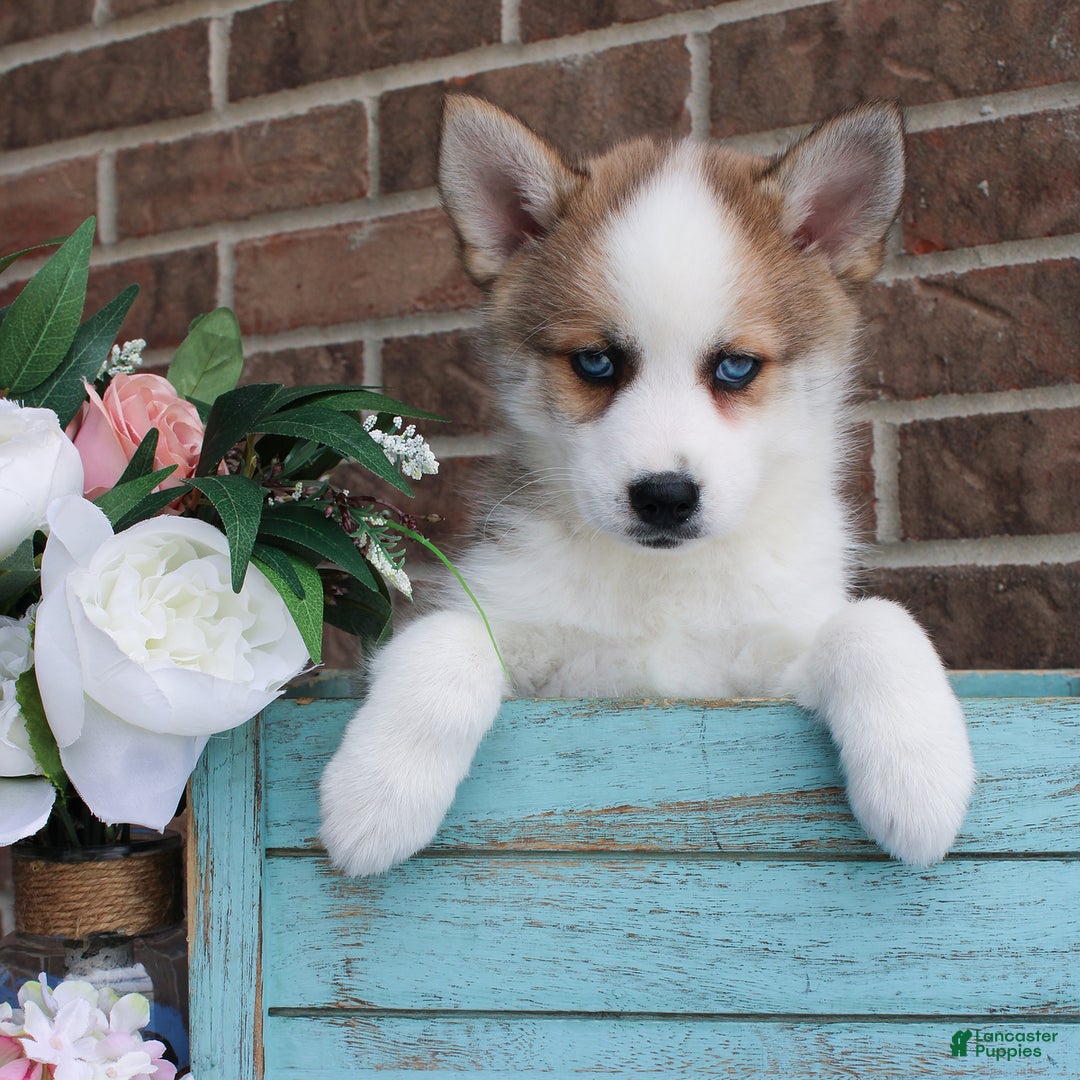 Pomsky dogs for sale: Archer - Image 2