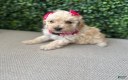 Toy Poodle dogs for sale: Nala - Image 5