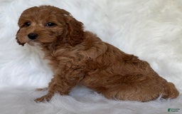 Mini Goldendoodle dogs for sale: Toby - Image 2