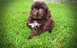 Havapoo dogs for sale: Bubbles - Image 2