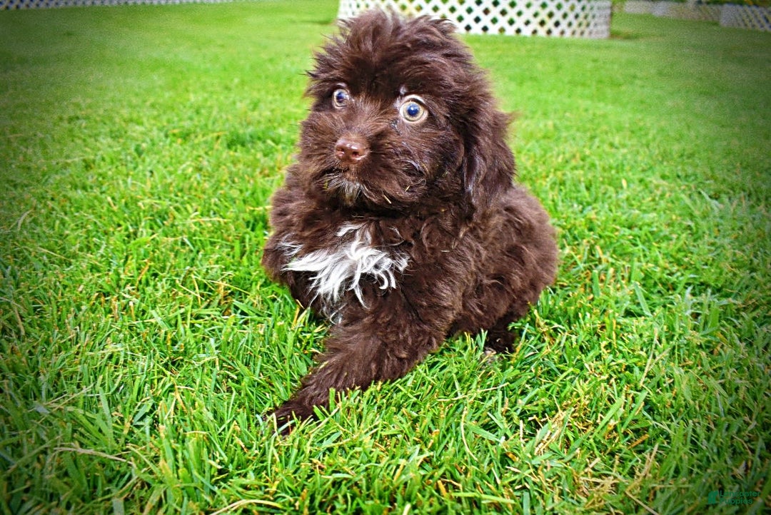 Havapoo dogs for sale: Bubbles - Image 2