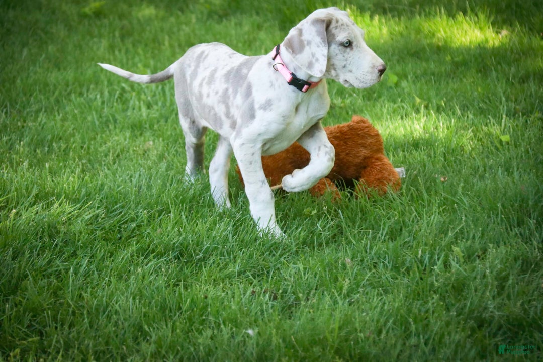 Great Dane dogs for sale: Jovie - Image 19