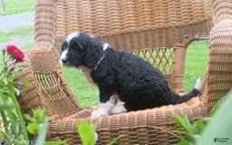 Mini Bernedoodle dogs for sale: Sally - Image 3