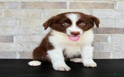 Australian Shepherd dogs for sale: Tonya - Image 4