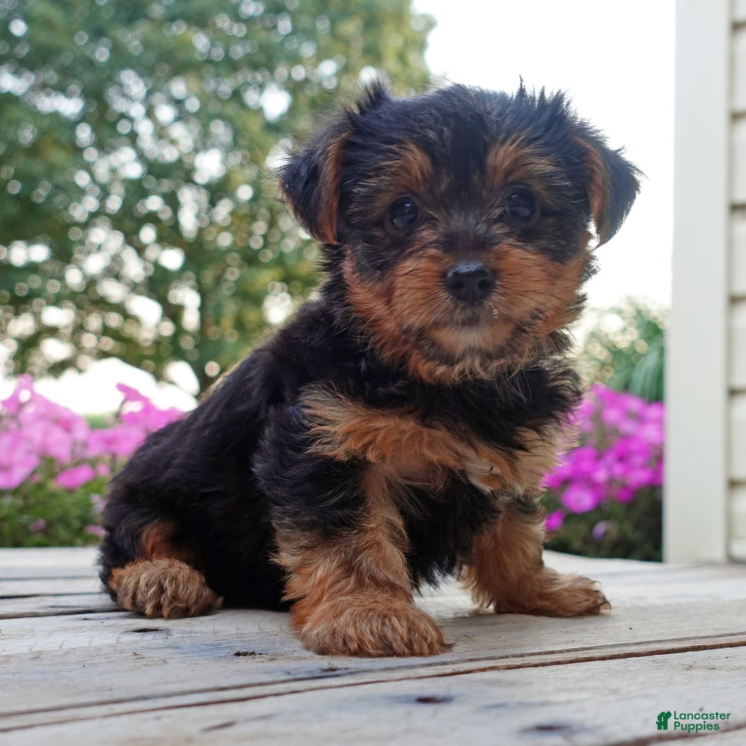 Yorkshire Terrier dogs for sale: Danae - Image 7