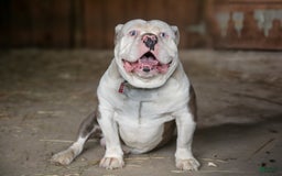 Olde English Bulldogge dogs for sale: Carina - Image 5