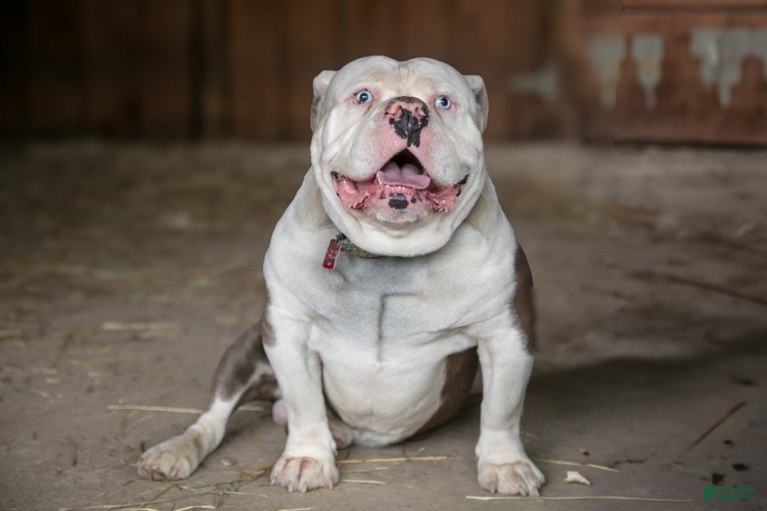 Olde English Bulldogge dogs for sale: Carina - Image 5