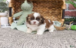 Shih Tzu dogs for sale: Blaze - Image 1