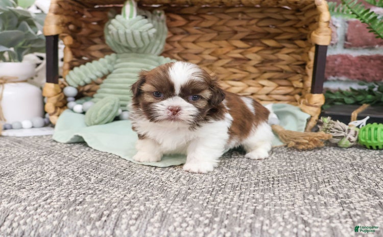 Shih Tzu dogs for sale - Ad 2