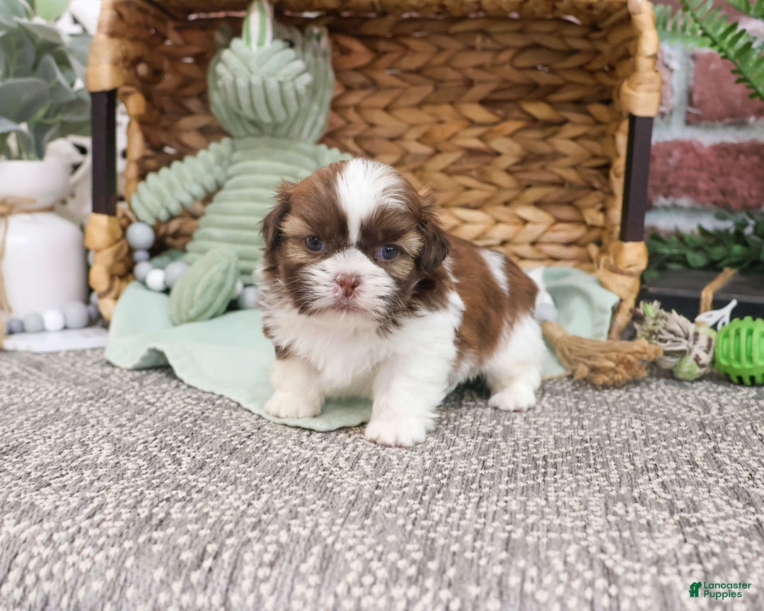 Shih Tzu dogs for sale: Blaze - Image 1