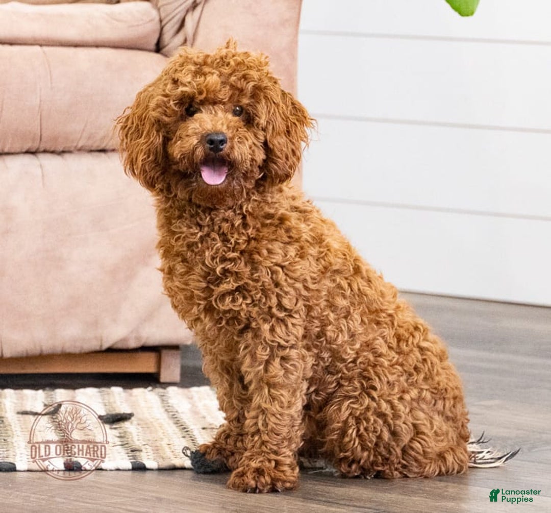 Cavapoo dogs for sale: Natalie - Image 14