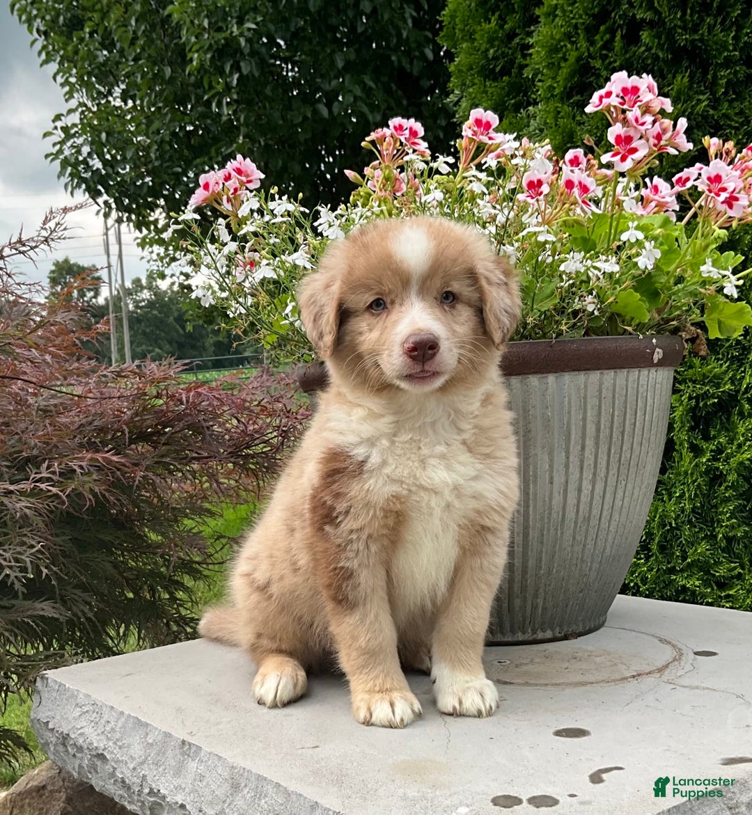Australian Shepherd dogs for sale: Australian Shepherd 8 puppies - Image 3