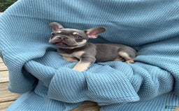 French Bulldog dogs for sale: Blaze - Image 3