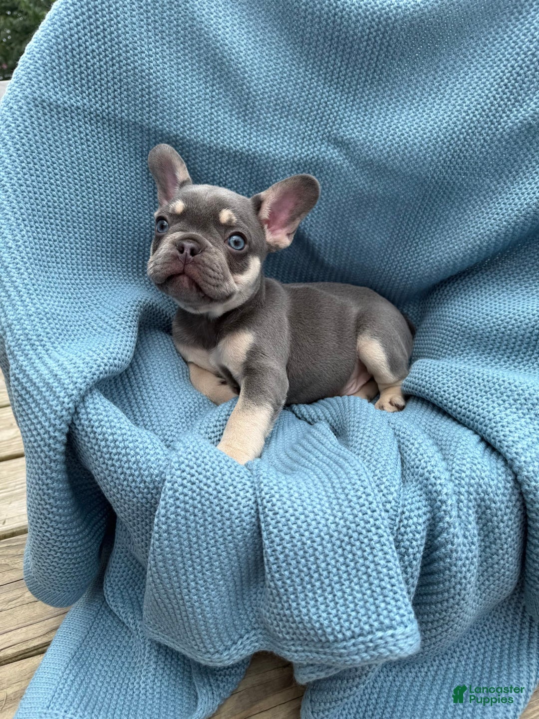 French Bulldog dogs for sale: Blaze - Image 3