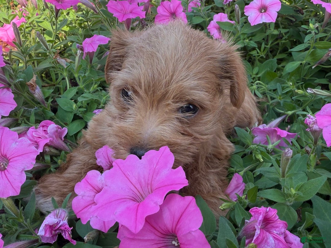 Schnoodle dogs for sale: Isaiah - Image 5