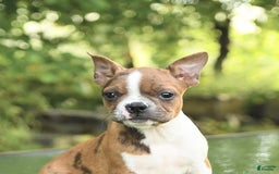 Boston Terrier dogs for sale: Nikki - Image 3