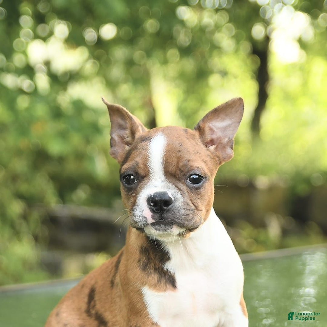 Boston Terrier dogs for sale: Nikki - Image 3