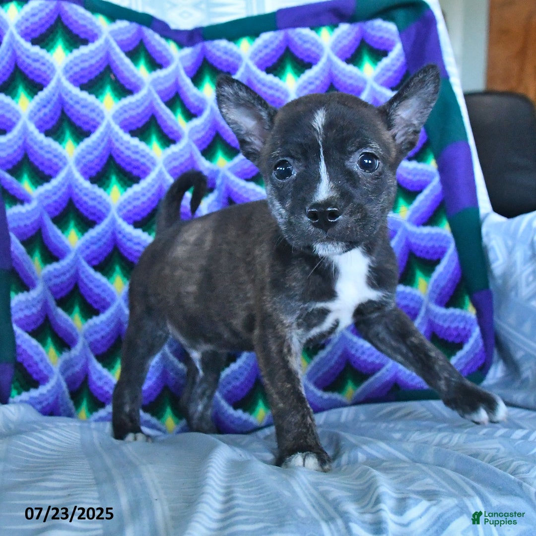 Boston Terrier dogs for sale: Buck - Image 3