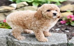 Toy Poodle dogs for sale: Tulip - Image 23
