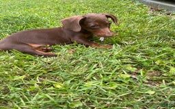Dachshund dogs for sale: Tilly - Image 1