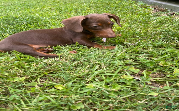 Dachshund dogs for sale - Ad 2