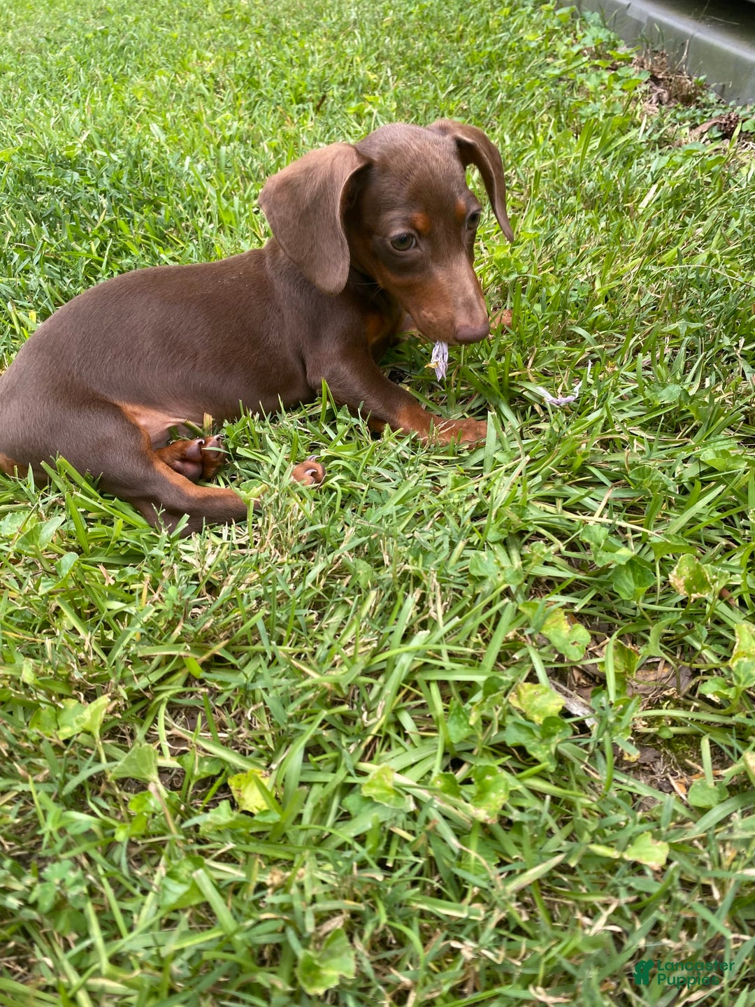Dachshund dogs for sale: Tilly - Image 1