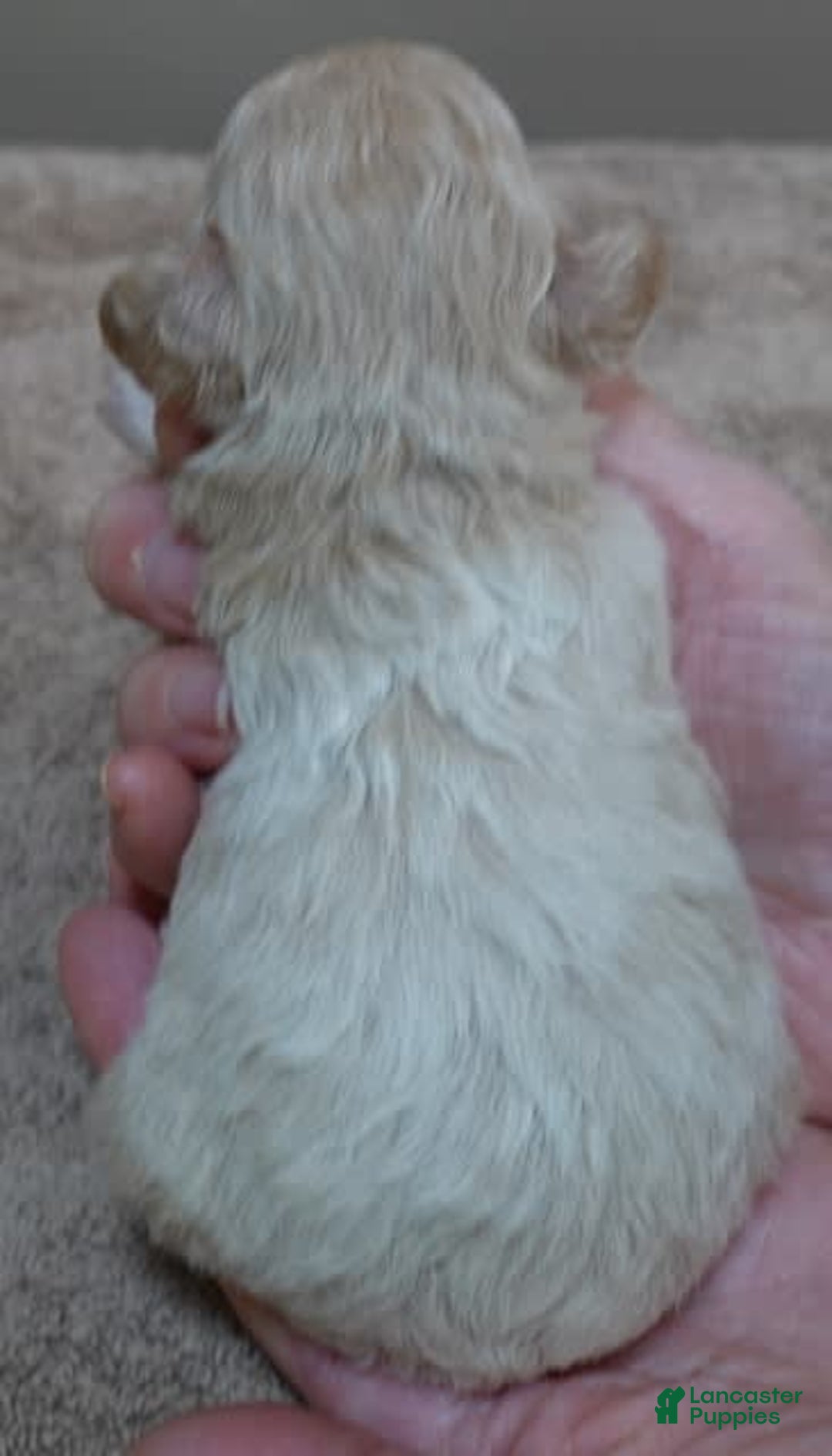 Toy Poodle dogs for sale: Nimmi Apricot - Image 12