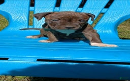 American Pit Bull Terrier dogs for sale: Jack - Image 3