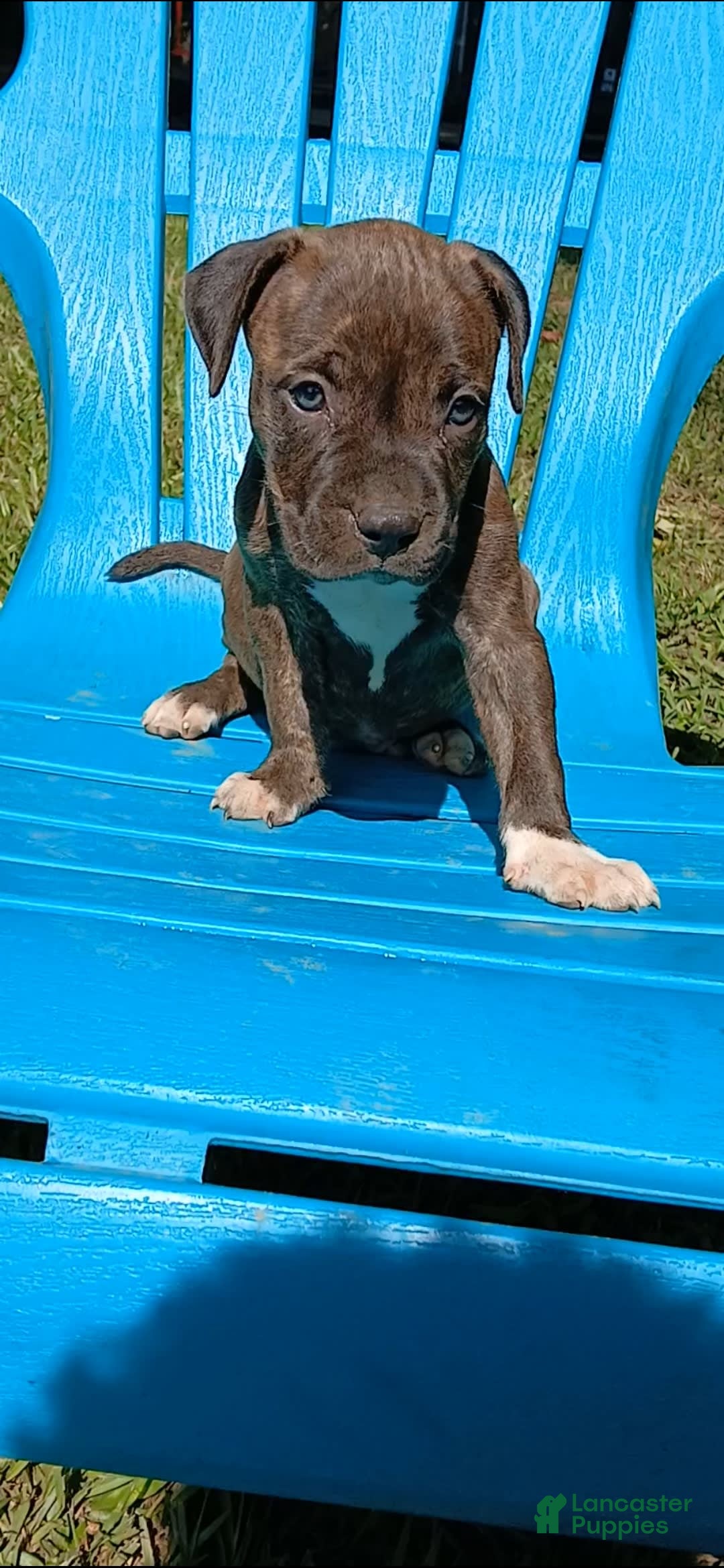 American Pit Bull Terrier dogs for sale: Jack - Image 3