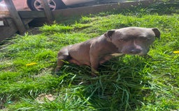 American Pit Bull Terrier dogs for sale: Venom - Image 3
