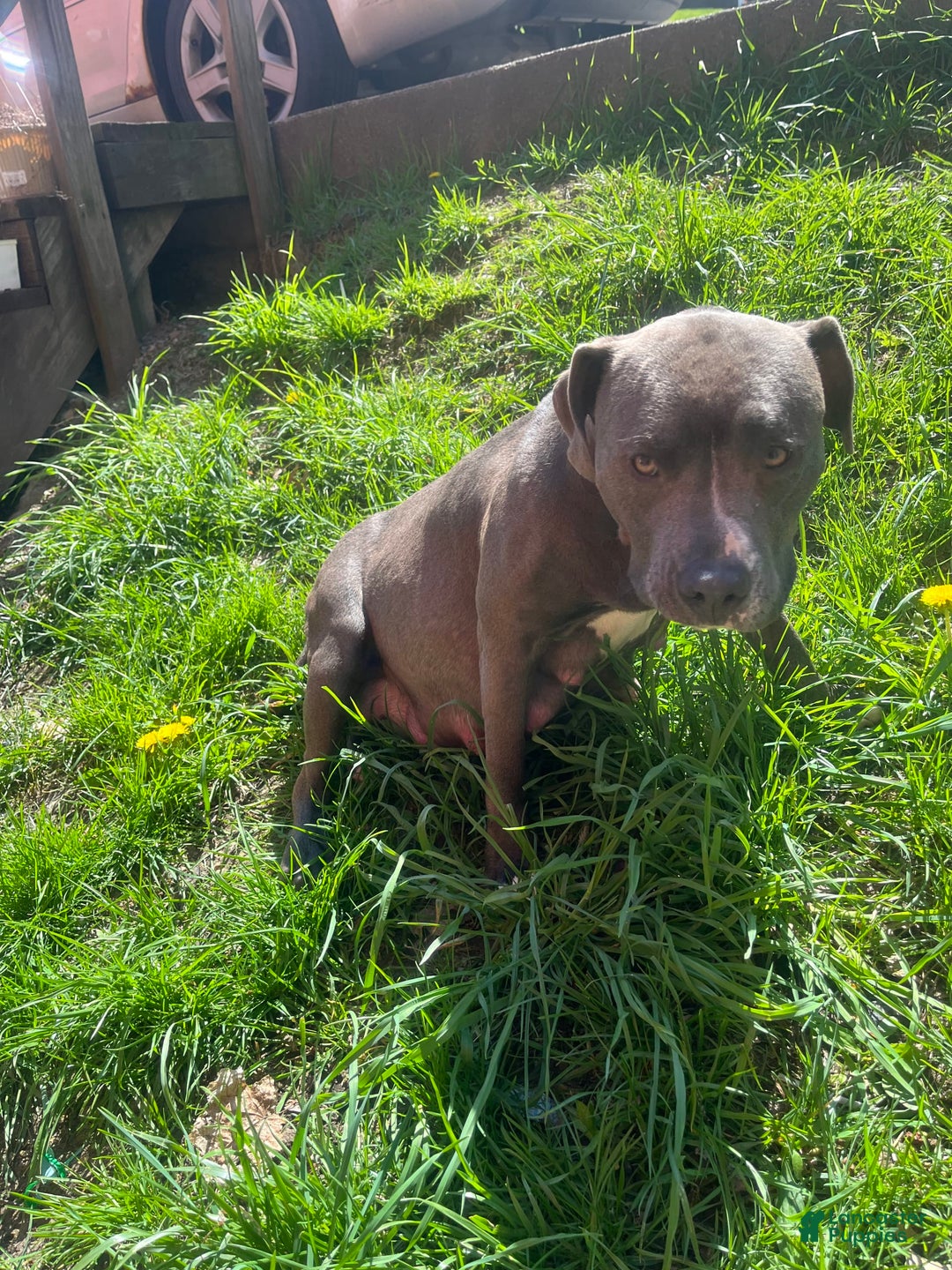 American Pit Bull Terrier dogs for sale: Venom - Image 3