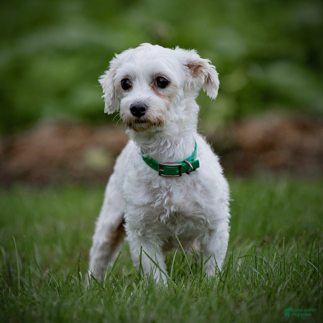 Maltese dogs for sale: Ash - Image 16