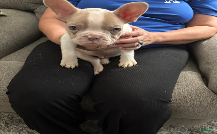 French Bulldog dogs for sale - Ad 4