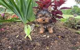 Yorkshire Terrier dogs for sale: Jason - Image 1