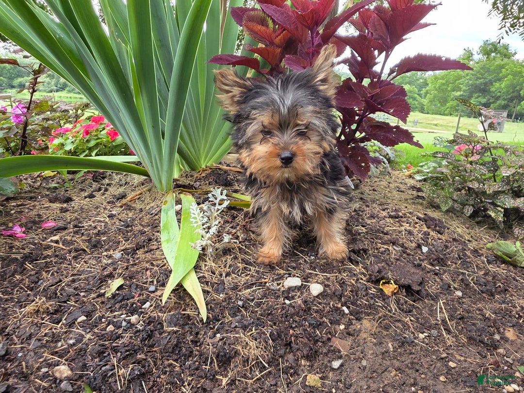 Yorkshire Terrier dogs for sale: Jason - Image 1