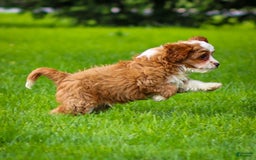 Cavapoo dogs for sale: Rusty - Image 7