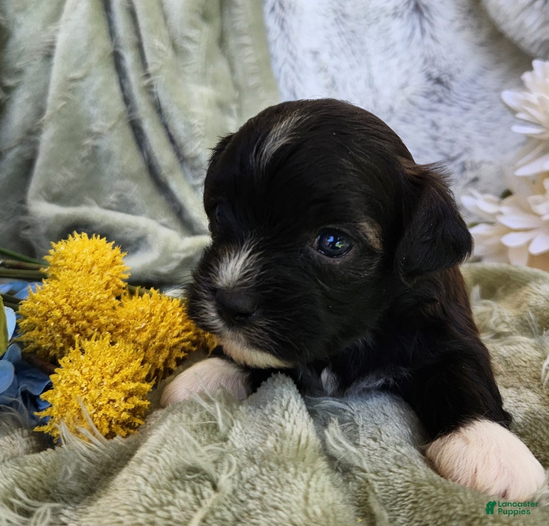 Shihpoo dogs for sale: Snickers - Image 10