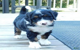 Mini Bernedoodle dogs for sale: Rio - Image 8