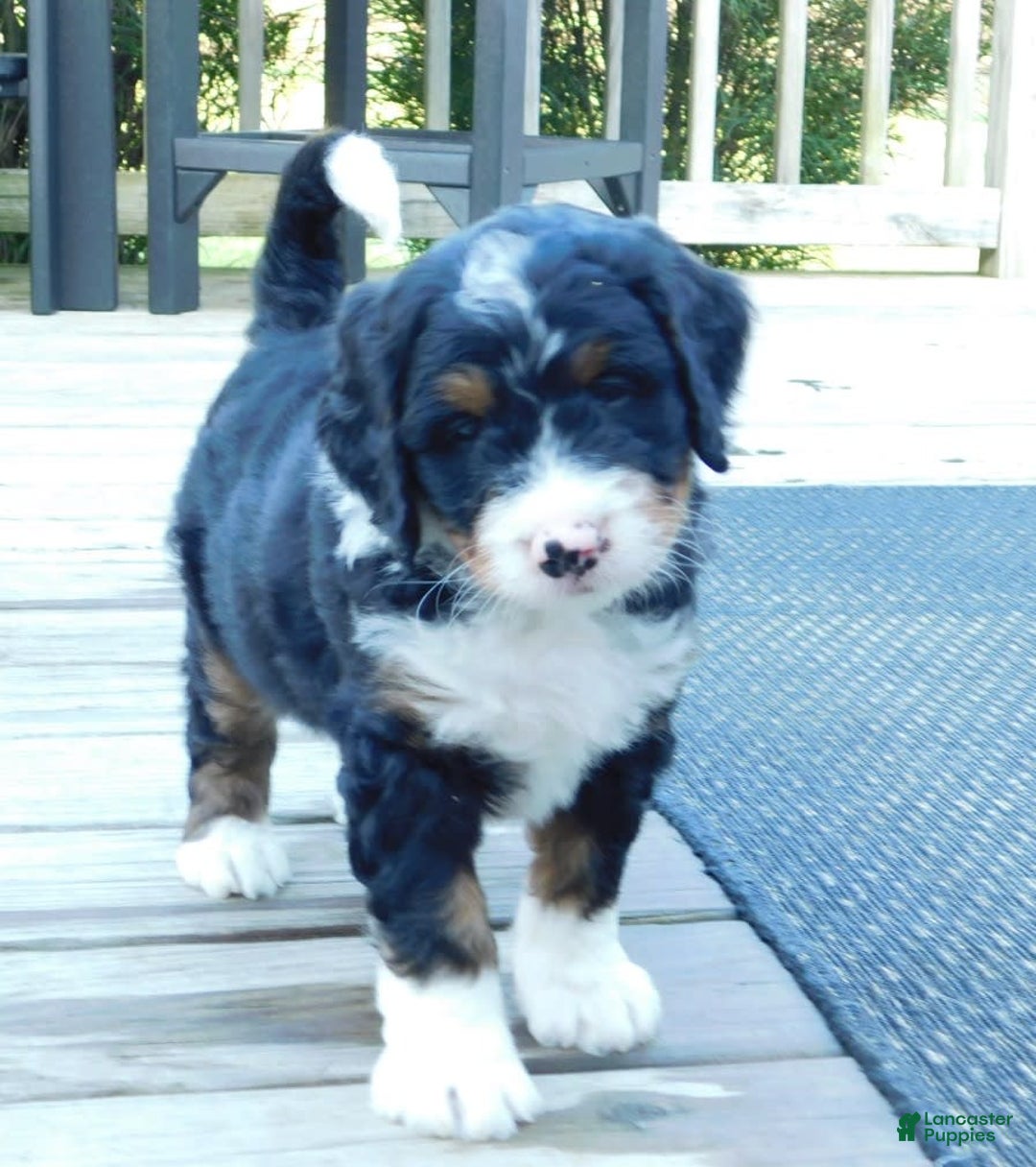Mini Bernedoodle dogs for sale: Rio - Image 8