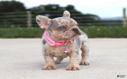 French Bulldog dogs for sale: Anya - Image 7