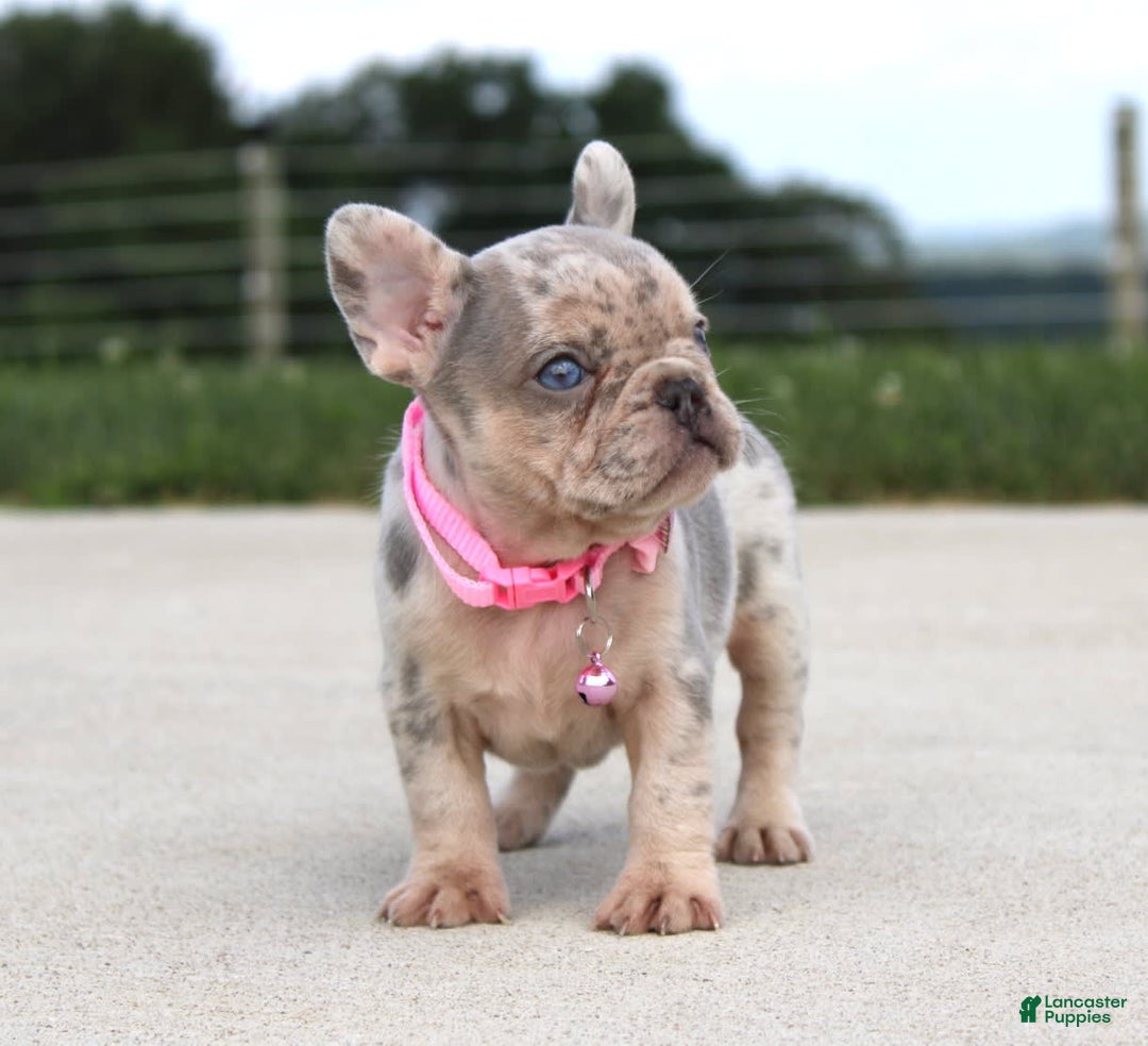 French Bulldog dogs for sale: Anya - Image 7