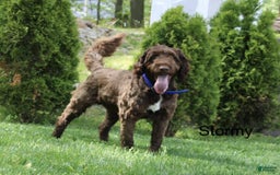 Portuguese Water Dog dogs for sale: Duke - Image 5