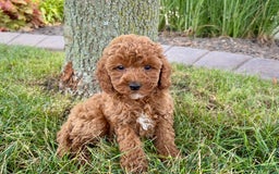 Cavapoo dogs for sale: Harley - Image 11