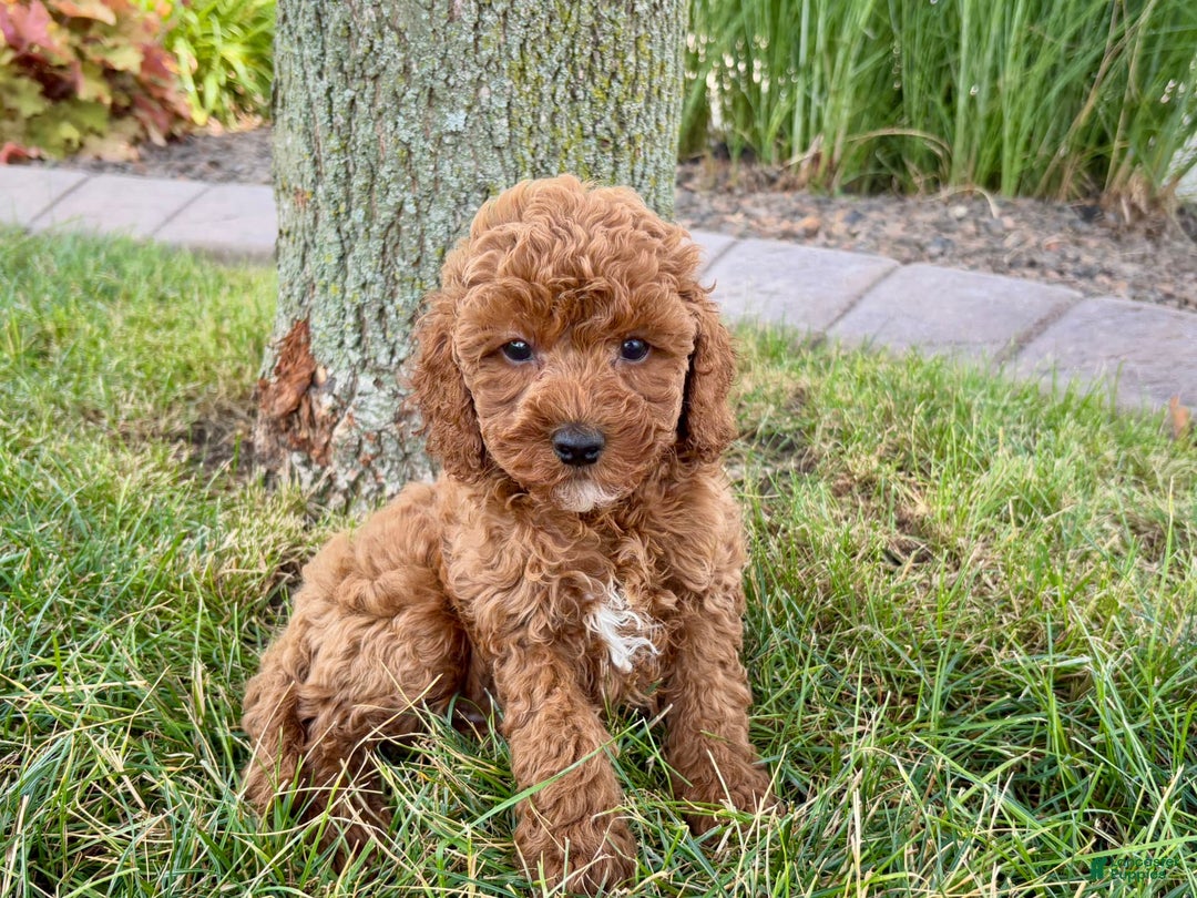 Cavapoo dogs for sale: Harley - Image 11