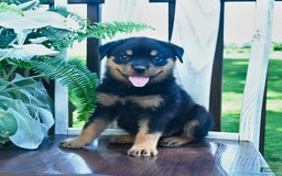 Rottweiler dogs for sale: Penny - Image 5