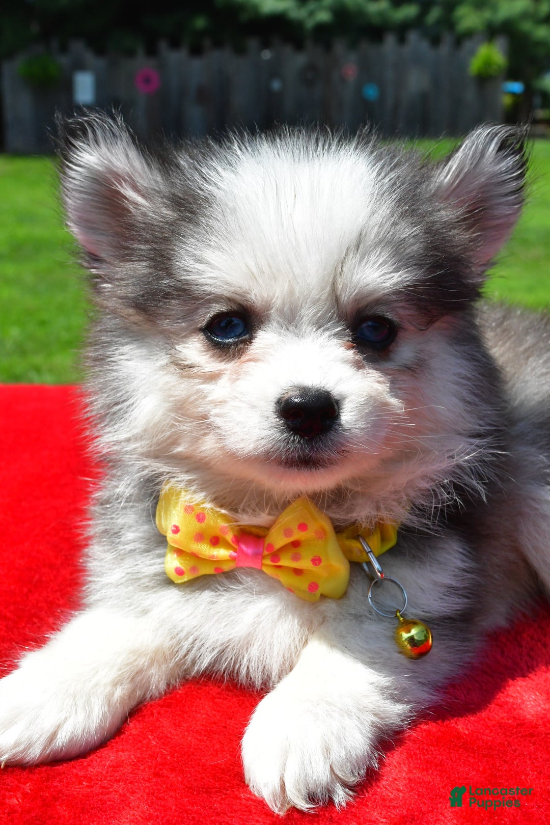 Pomsky dogs for sale: Champ - Image 2