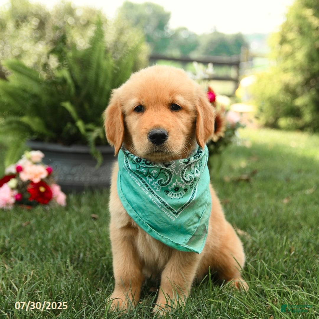 Golden Retriever dogs for sale: Murphy - Image 5