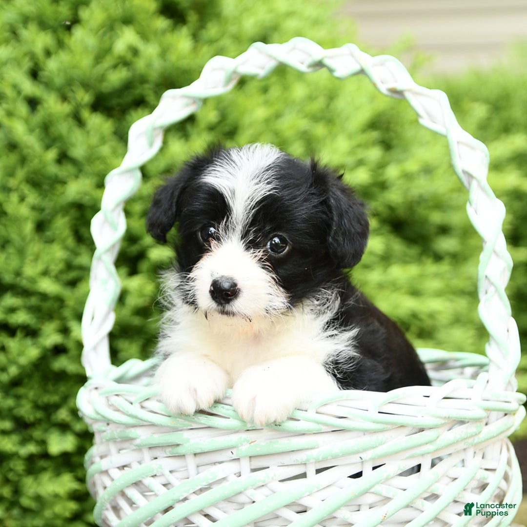 Corgipoo dogs for sale: Jack - Image 3