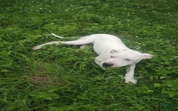 Dogo Argentino dogs for sale: Gold - Image 3